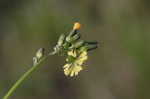 Oriental false hawksbeard